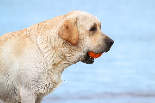 labrador at the sea sand portrait with an orange ball