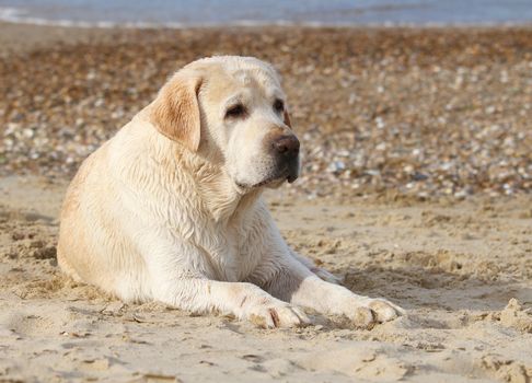 labrador at the sea sand portrait close