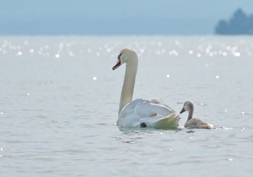 Female swan and baby floating on water
