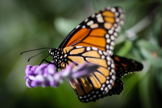 A colorful Monarch Danaus Plexippus butterfly.