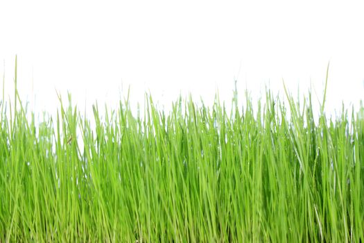 green grass with white background 