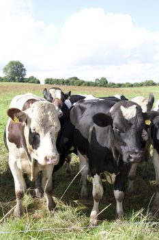 cattle coming up close to the electric fence on a farm in Ireland