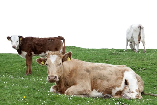 cattle feeding on the green grass of county Kerry Ireland on the wild atlantic way