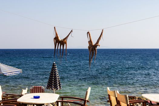 Octopus Drying on the String at the beach restaurant