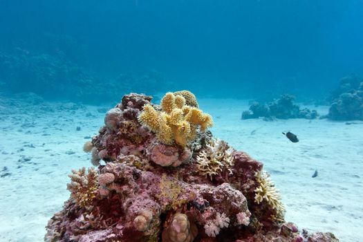 coral reef with yellow soft coral at the bottom of tropical sea