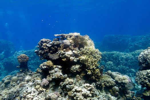 coral reef with hard corals at the bottom of tropical sea