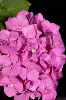 single pink hortensia on black background macro