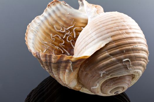 isolated great skeleton of sea shell - macro