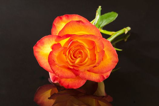 single flower of yellow rose on black background