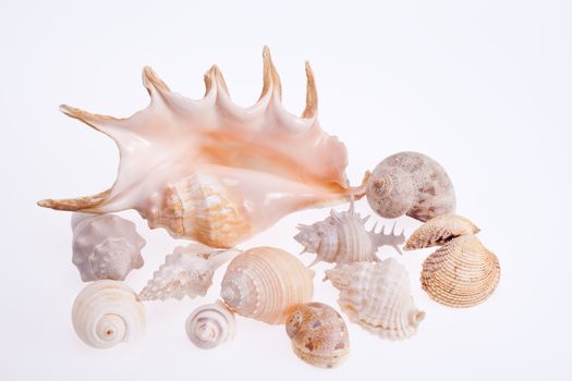 various types of sea shells isolated on white background