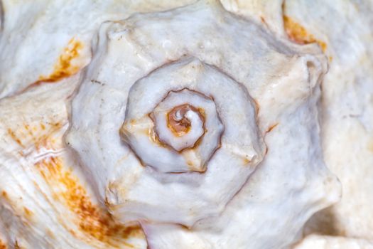 isolated great skeleton of sea shell- macro