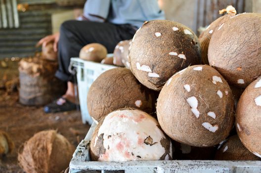 Coconut processing agricultural produce of farmers in Thailand.
