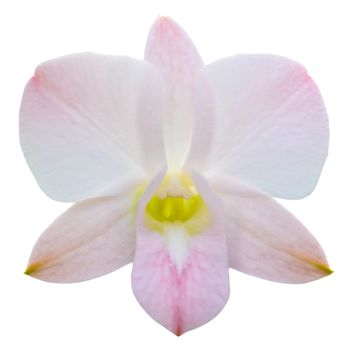 One dendrobium orchid hybrid flower on white background
