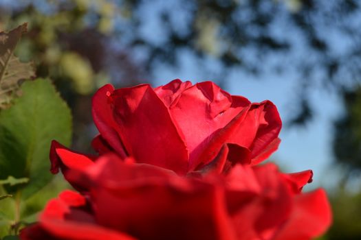 big red rose outside. Blured branches and sky in background