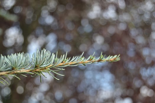 branch of a cedar, Many blured circles in background.