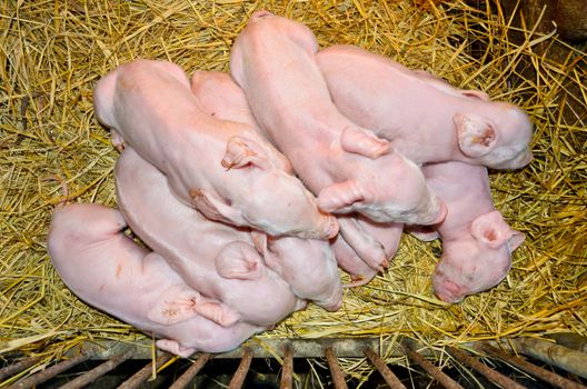 Newborn piglets sleeping on straw in a nursery cage.
