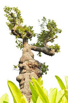 Exotic tree decorated in the garden on white background

