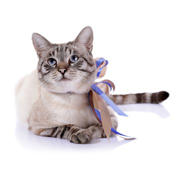 Striped blue-eyed cat with a tapes. Cat with a bow. Portrait of a striped blue-eyed cat. Striped cat. Striped not purebred kitten. Small predator. Small cat.