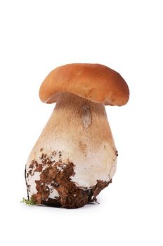 The boletus edulis isolated on white background