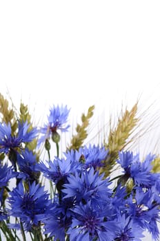 The beautiful cornflower isolated on white background