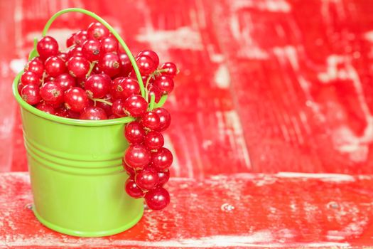 Fresh harvested red currants in small bucket.