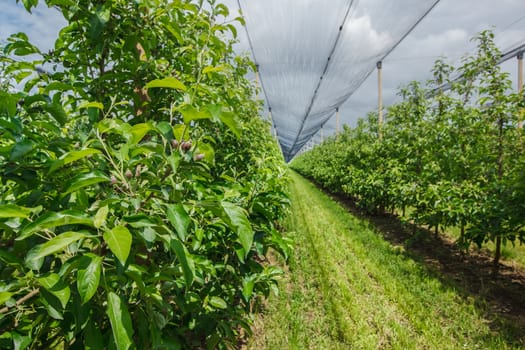 Apple orchard with modern system for irrigation and nets against hail