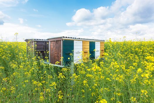Wooden beehives on oilseed meadow