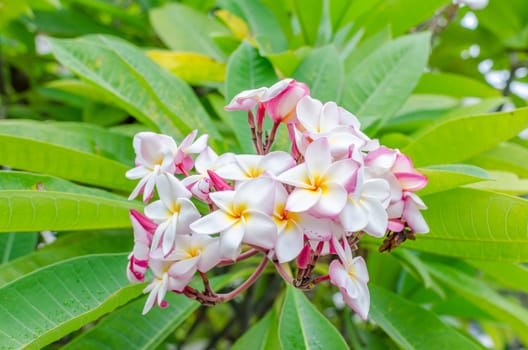 Plumeria beautiful pink inflorescence .