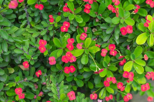 Green leaves and little red flower background .