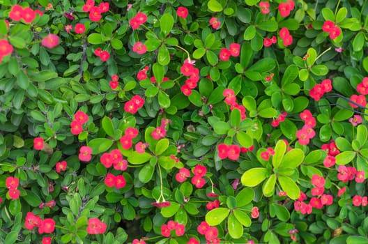 Green leaves and little red flower background .