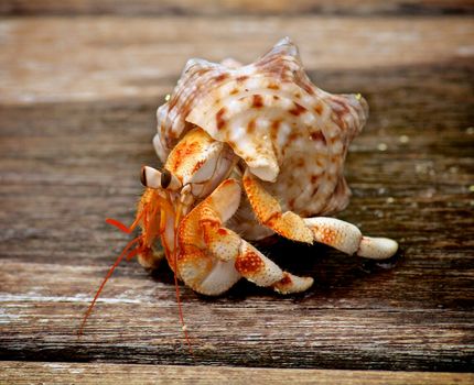 Orange Hermit Crab in His Shell isolated on Plank Wooden background Outdoors