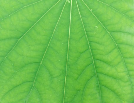 Abstract green leaf texture for background .