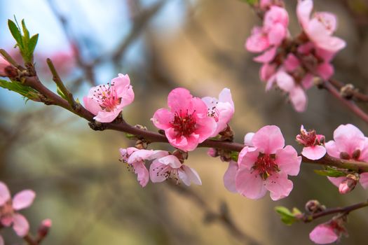 Pink blossoming apple tree