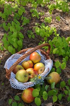 Delicious apples in a basket outdoor