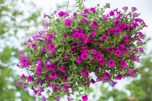 Outside basket filled with vibrant pink petunias