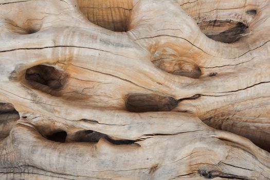 Close-up of old olive tree bark. Detail of an old olive tree. Olive tree background texture, close up..Natural texture