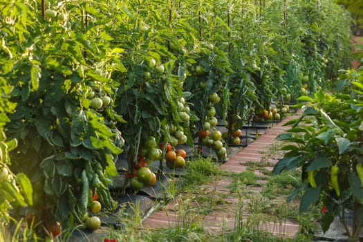 Tomatoes ripening in a garden. outdoor