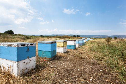Bee hives in the meadow in summer