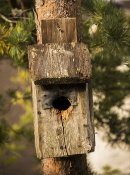 An old nesting box for small birds in a pine tree