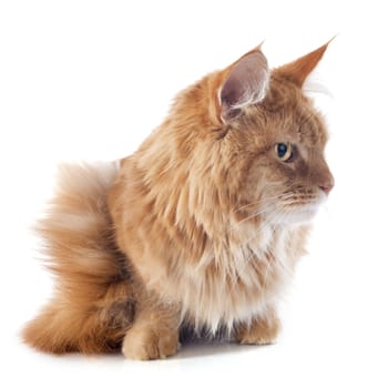 portrait of a purebred  maine coon cat on a white background