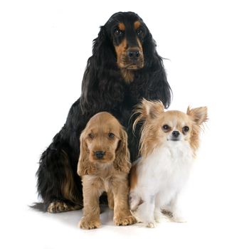 portrait of a  puppy english cocker, adult and chihuahua in a studio