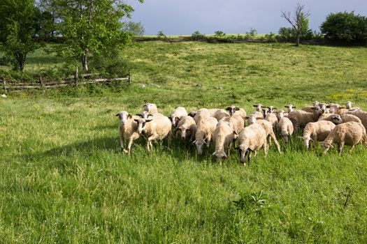 Flock of sheep high in the mountains before the storm.