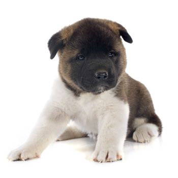 puppy american akita in front of white background