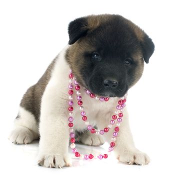 puppy american akita in front of white background