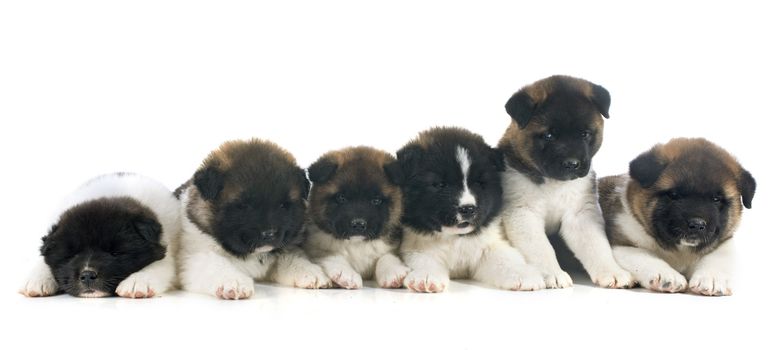 puppy american akita in front of white background