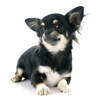 puppy chihuahua in front of white background