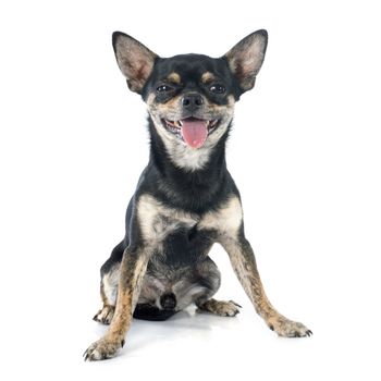 young  chihuahua in front of white background