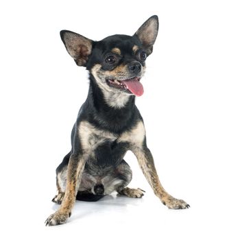 young  chihuahua in front of white background