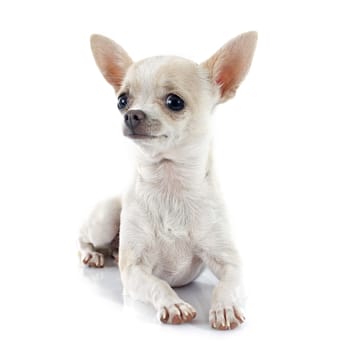 puppy chihuahua in front of white background