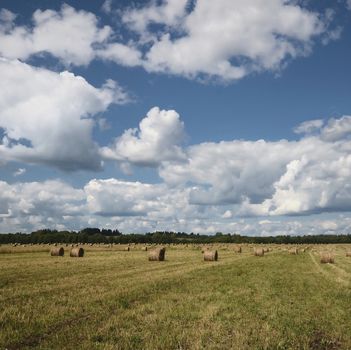 Round straw bales in harvested fields under blue sky